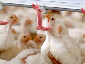 Tavuk Çiftliklerinde Kireç Önleyici Sistemin Kullanımı.