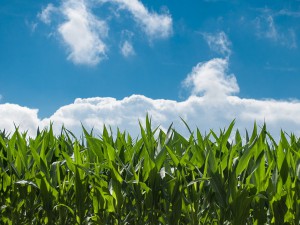 Tarım Arazisi Kireç Önleyici Sistem Üretimde Verim Artışına Yarsımcı Olur